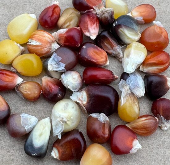 Kukurūza "Amero" sēkla cena no